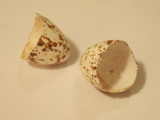 ツバメ:孵化した？卵の殻発見 